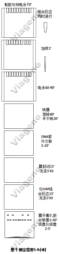 生物素探針EMSA