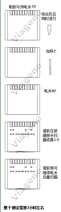 近紅熒光探針EMSA