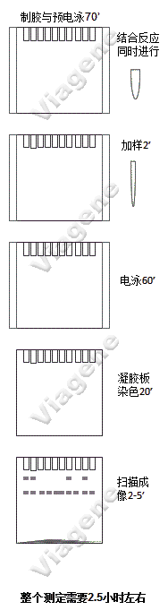 探針直接染色EMSA
